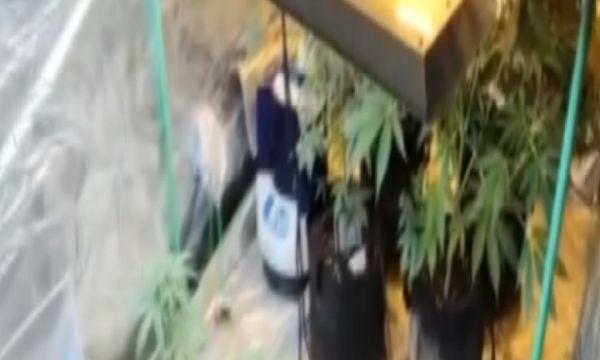Termal çadırda kenevir!